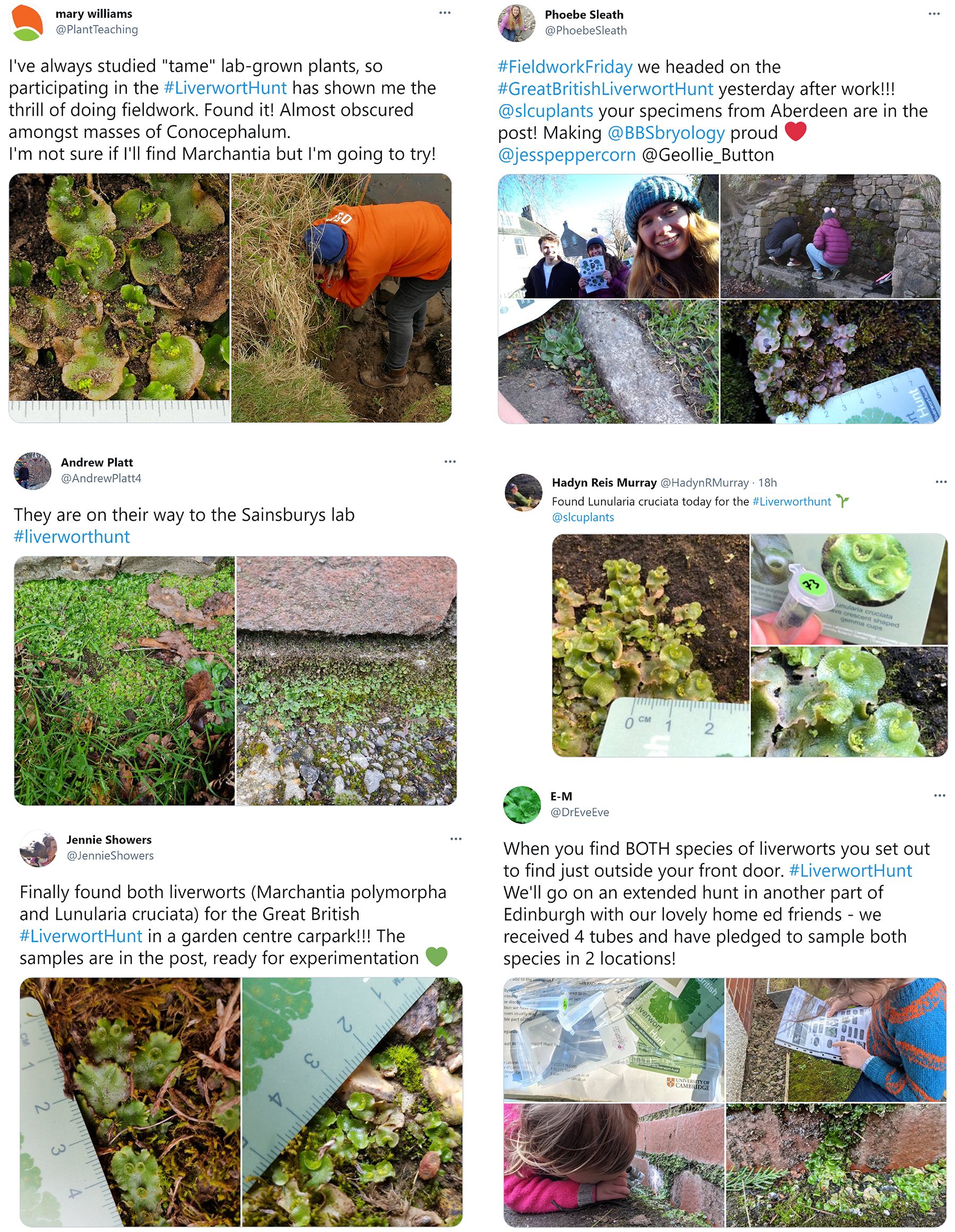 Montage of photos Tweeted by Liverwort Hunters when out collecting in the field