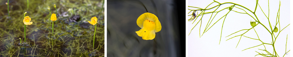Utricularia gibba flowers and close-up of trap