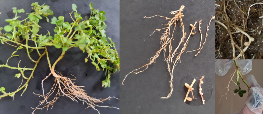 White clover roots with nodules