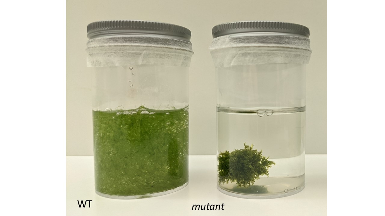 Wild-type U. gibba (WT, left) floats in water whereas mutant U. gibba with smaller air spaces sinks to the bottom of the water column (mutant, right).