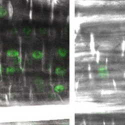LSH genes are required for the development of nodule primordia that can support bacterial colonisation: Confocal image of WT and lsh1/lsh2 roots 24 and 72 hpi with S. meliloti. 