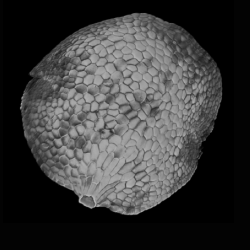 3D reconstruction of Marchantia (left) and barley meristem using the new Flip-Flap protocol