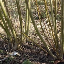 Branching out: from model plants to coppiced trees 