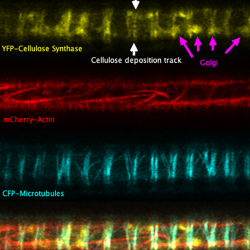 Super-resolution images deep inside the living root showing a portion of a narrow xylem vessel and fluorescently-tagged cellulose synthase complex (CSC) compartments, fluorescent actin and fluorescent microtubules that all work together to make cellulose 