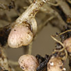 Legume root nodules