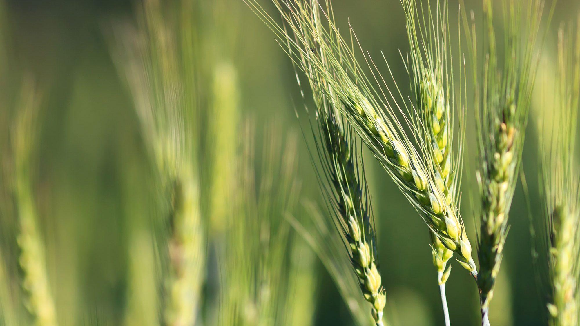 Close-up of barley in field