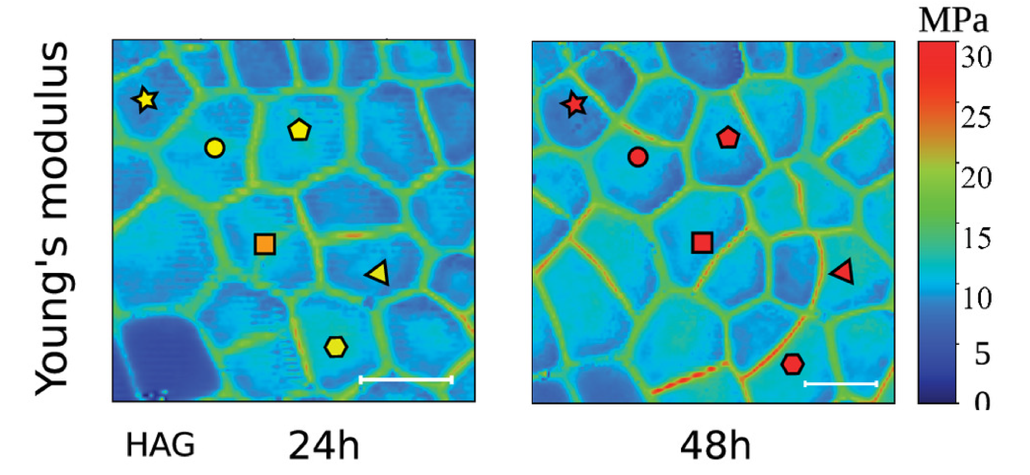 Atomic force microscopy time course on the imaged cells. Plots of the stiffness and contact point maps for the dividing cells at different HAD (24 HAD and 48 HAD) for M. polymorpha. (Scale bar, 20 m.) 