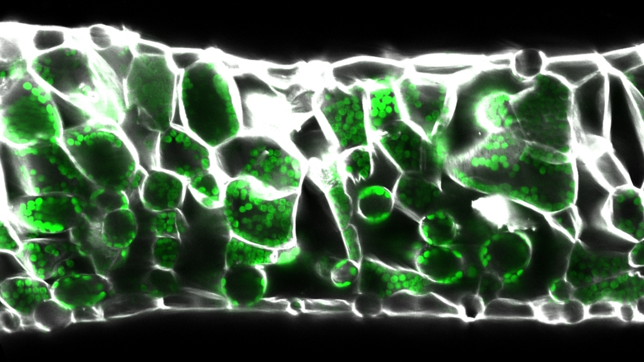 Cross section of an Arabidopsis thaliana leaf showing the two layers of photosynthetic tissue – the palisade (more tightly packed cells in upper half) and spongy mesophyll (randomly spaced irregular shaped cells in lower half). Image by Emilio Aldorino.