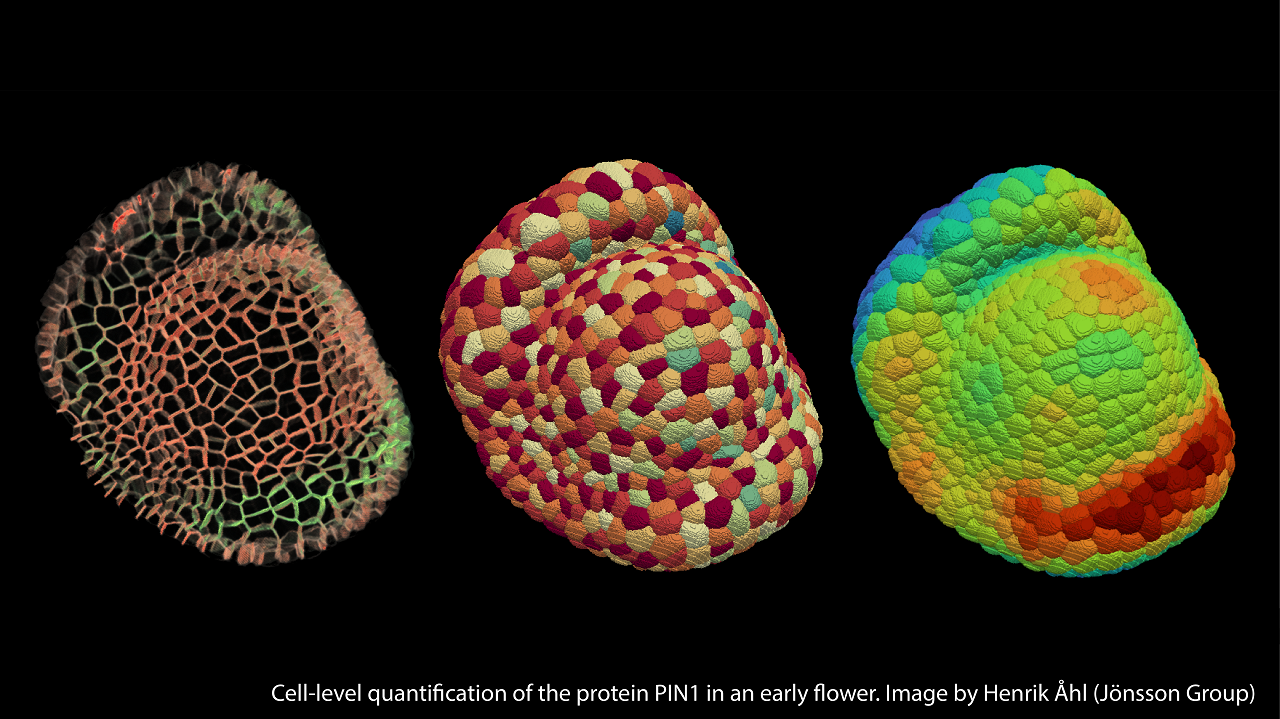 Cell-level quantification of the protein PIN1 in an early flower. Image by Image credit: Henrik Åhl, Jönsson Group.
