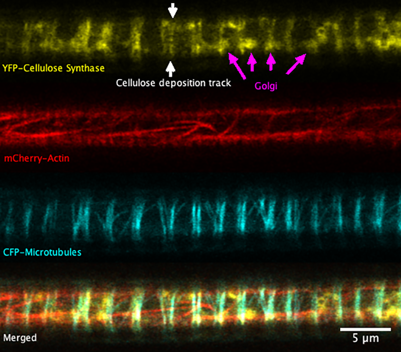 Super-resolution images deep inside the living root showing a portion of a narrow xylem vessel and fluorescently-tagged cellulose synthase complex (CSC) compartments, fluorescent actin and fluorescent microtubules that all work together to make cellulose 
