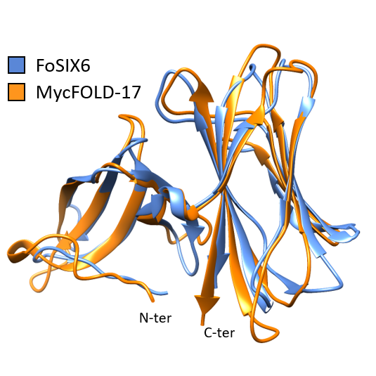 Models of the structures of FOLD proteins from a pathogen (blue) and a symbiotic fungus (orange) superimposed onto each other to show how similar they are. Image by Albin Teulet.