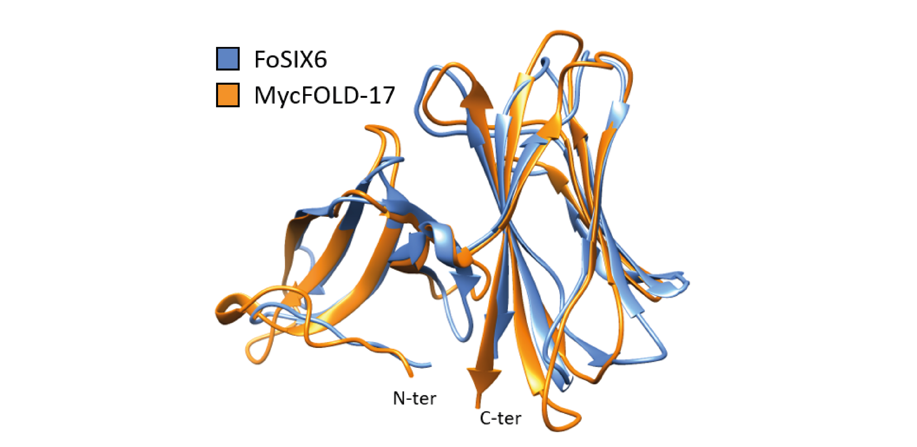 Models of the structures of FOLD proteins from a pathogen (blue) and a symbiotic fungus (orange) superimposed onto each other to show how similar they are. Image by Albin Teulet