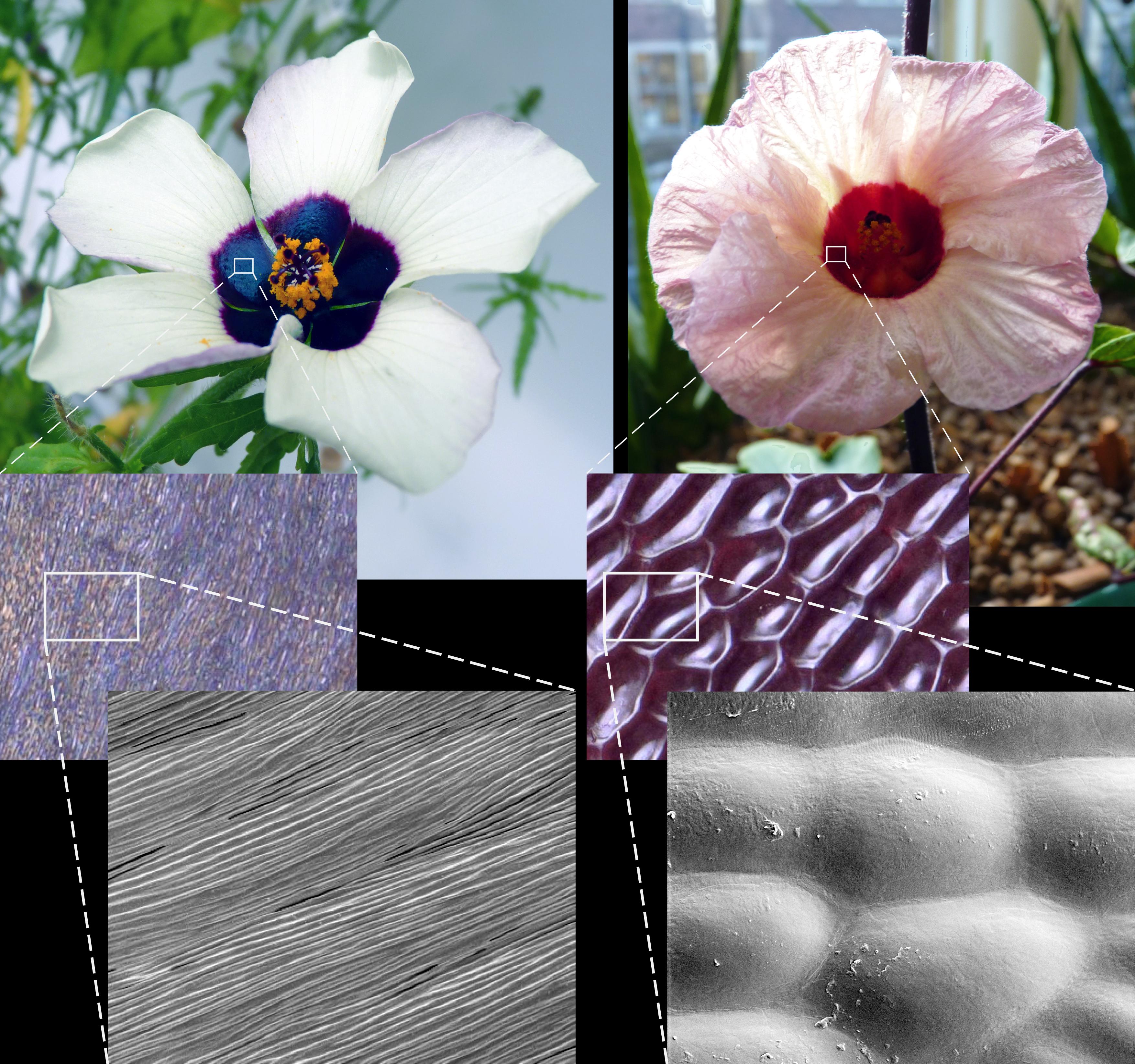 There is a clear visible difference between striated and smooth petal surfaces when the petals are viewed under microscopes: Hibiscus trionum (left) has microscopic ridges on its petal surface that act as diffraction gratings to reflect light, while Hibis