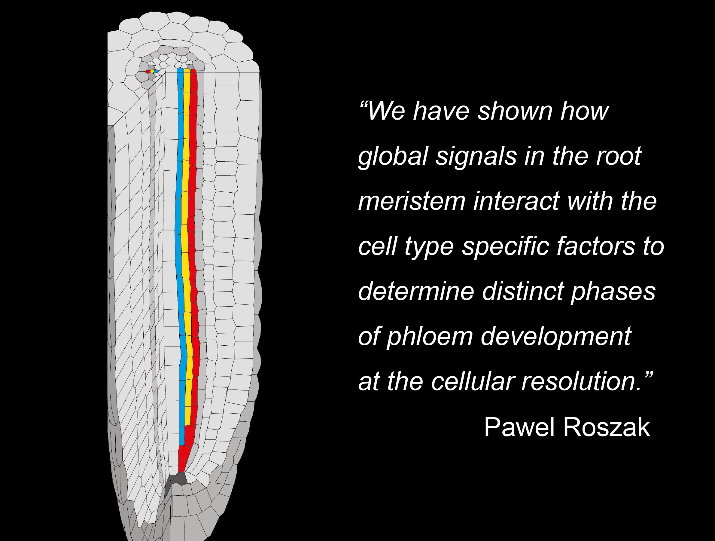 Diagram of phloem in root: “We have shown how global signals in the root meristem interact with the cell type specific factors to determine distinct phases of phloem development at the cellular resolution.” Pawel Roszak