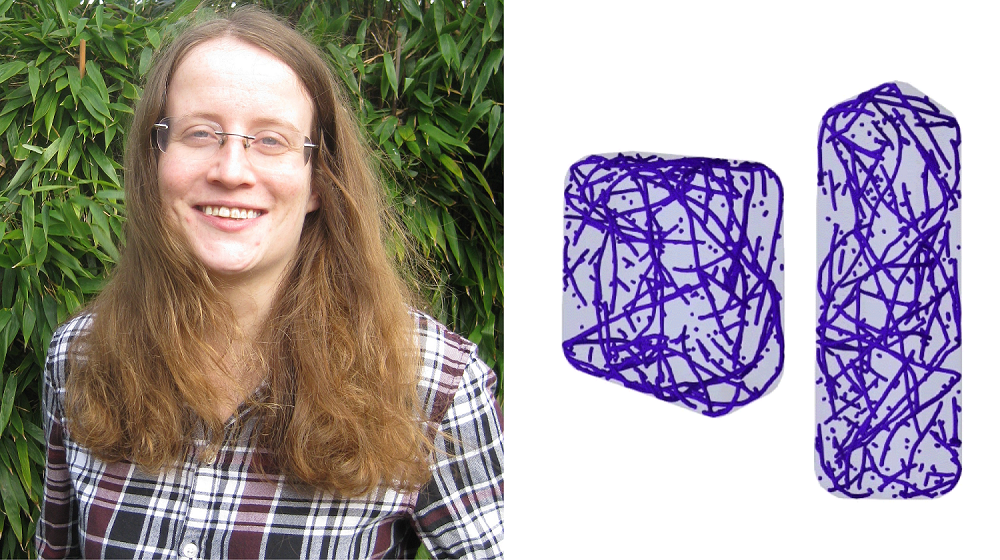 Photo of Dr Tamsin Spelman and still image of computational simulations of the microtubule network in two differently shaped cells, looking at how cell geometry effects microtubule organisation.